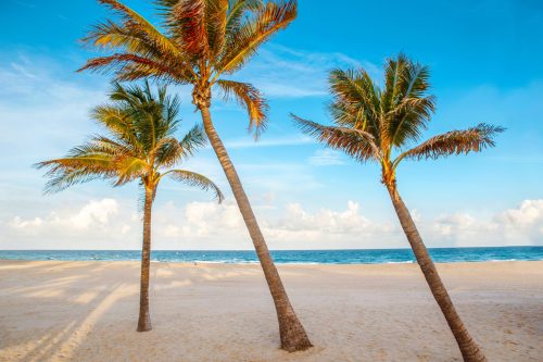 beautiful-tropical-nature-florida-landscape-tall-palm-trees-sea-ocean-sand-beach-sunset-min