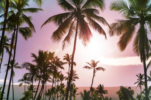 green-palms-tropical-beach-min