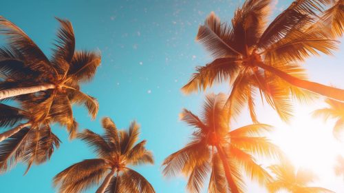 palm-trees-sun-with-blue-sky-background-min