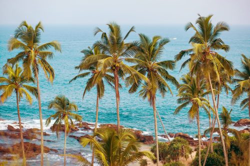 palm-trees-surface-ocean-min