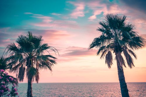 palm-trees-uder-rays-colorful-sunset-min