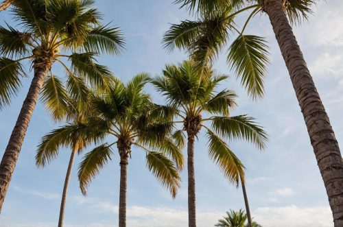 row-palm-trees-with-blue-sky-background (1)-min