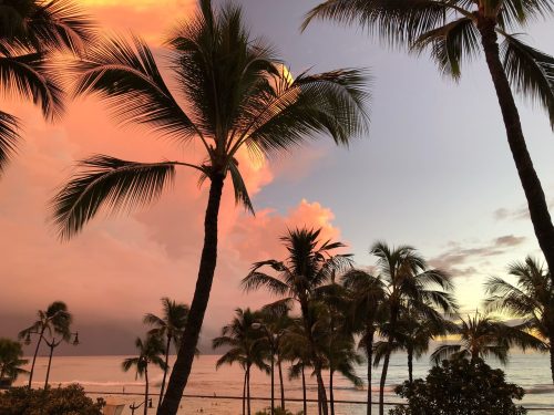 silhouette-palm-trees-against-sky-sunset-min