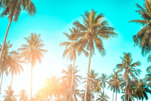 tropical-palm-coconut-trees-sunset-sky-flare-bokeh-nature-background-min